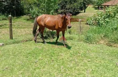 Chácara com 2 dormitórios à venda, 18000 m² por R$ 950.000,00 - Cachoeira Grande - Lagoinha/SP