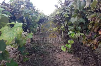 Chácara com 3 dormitórios à venda, 24000 m² por r$ 1.500.000,00 - condomínio jardim paulista ii - vinhedo/sp