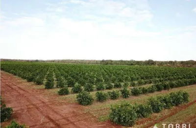 Fazenda de laranja à venda no município de votuporanga-sp