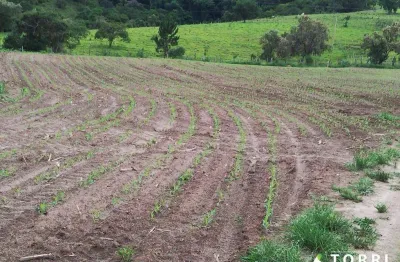 Fazenda à venda na Estrada Itapetininga, 15151, Jardim Cruzeiro do Sul, Itapetininga