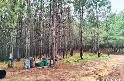 Fazenda à venda na Estrada Itapetininga, 32, Centro, Itapetininga