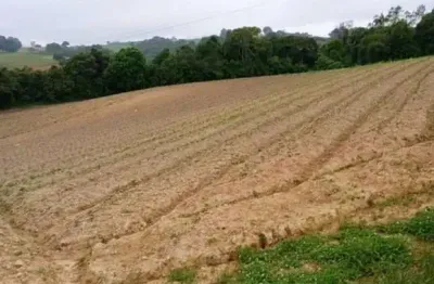 Área para plantio, bem localizada, asfalto na frente próximo a tudo em são josé dos pinhais pr