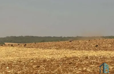 Sítio com área verde e pomar, 14 alqueires, arrendado que planta soja, em vianópolis goiânia - go