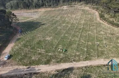 - fazenda, vinícola, sítio, a venda, próximo ao centro de são joaquim sc