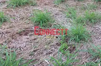 Terreno à venda, 160 m² por r$ 123.000,00 - parque das oliveiras - ribeirão preto/sp
