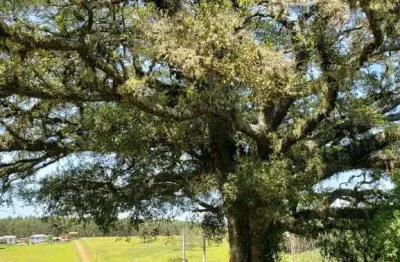 Chácara / sítio com 3 quartos à venda na estrada vendinha, 2135, vendinha, triunfo, 330 m2 por r$ 680.000