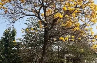 Sitio com 3 dormitórios à venda, 80000 m² por r$ 2.100.000 - areia branca - santa bárbara d'oeste/sp