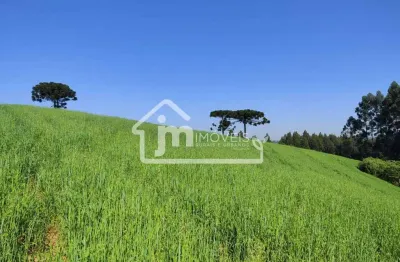 Terreno à venda na estrada do mato chiqueiro – em balsa nova/pr