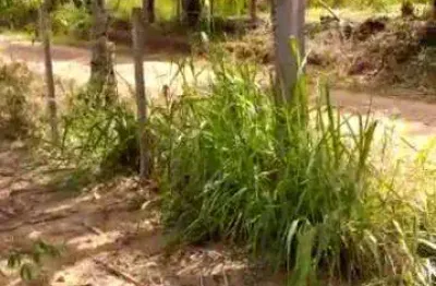 Chácara / sítio à venda na Est. Interior, Zona Rural, Silveira Martins