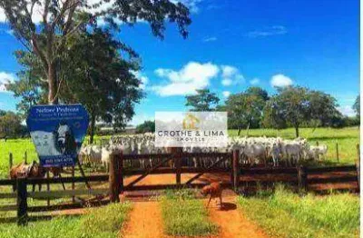 **fazenda à venda em cocalinho, mt - oportunidade de pecuária de alto nível**
