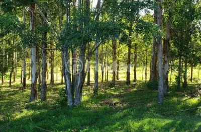 Fazenda à venda na estrada morrinhos, 1530, centro, butiá, 96000 m2 por r$ 449.900