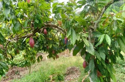 Fazenda à venda, 10067200 m² por r$ 1.600.000,00 - zona rural - santa luzia/ba