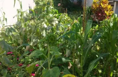 Terreno para venda,  jardim boer i, americana - te1902