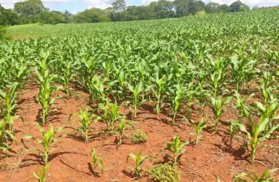 Chácara / sítio à venda na Zona Rural, Marechal Cândido Rondon 