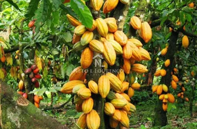 Fazenda de cacau com 2.300 hectares na região baixo sul da bahia