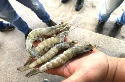 Maricultura - mega fazenda de camarão no litoral norte da bahia com 1.560 hectares