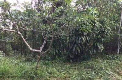 Terreno à venda no São Fernando, Itanhaém 
