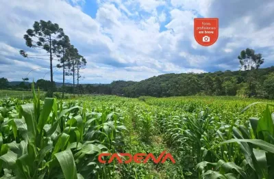 Chácara / sítio à venda na Rua Das Antas Lagoa Dos Ferreira, 000, Centro, Mandirituba