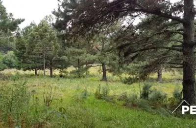 Chácara / sítio à venda na Vila Oliva (Distrito), Caxias do Sul 