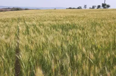 Fazenda a venda área total 40 alqueires  marilândia do sul pr.