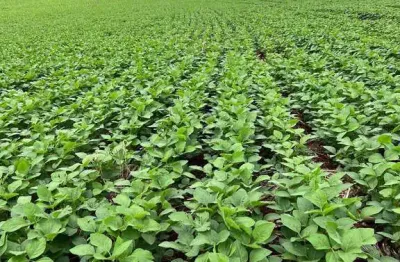 Oportunidade para venda ,sítio de 20,5 alqueires ,plantando 15 apucarana pr