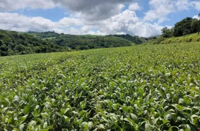 Sitio a venda área de 6 alqueires   com benfeitorias   10 km de londrina .