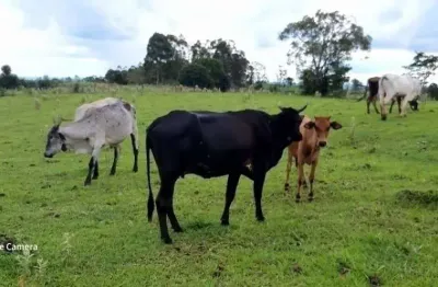 Sitio a venda área de 6 alqueires mecaniza 4 alqueires sem benfeitorias
