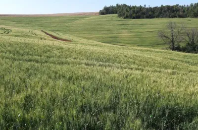 Sítio a venda  com uma área de 15 alqueires ,  com benfeitorias no asfalto