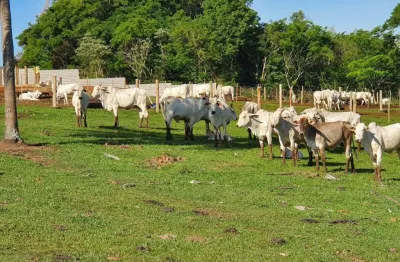 Sitio a venda   com área total de 4 alqueires região de rio bom   apucarana