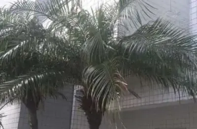 Apartamento para venda em itanhaém, jardim iberá, 2 dormitórios, 1 suíte, 2 banheiros, 2 vagas