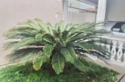 Casa com 3 quartos à venda na Rua Antônio Rogano, 241, Vila Jacobucci, São Carlos