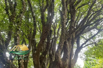 Chácara / sítio com 1 quarto à venda em Luiz Fagundes, Mairiporã 