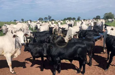 Fazenda à venda, 24200000 m² - centro - douradina/pr