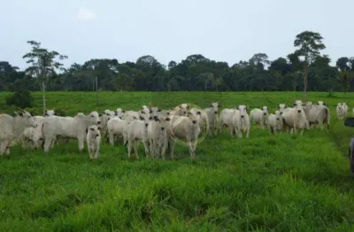 Fazenda à venda, 8736200 m² - zona vii - umuarama/pr