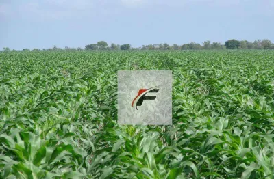 Área à venda, 363000 m² por r$ 3.900.000,00 - água amarela - antônio olinto/pr
