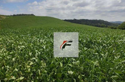 Área à venda, 117000 m² por r$ 530.000,00 - água amarela - antônio olinto/pr