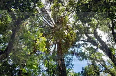 Terreno à venda na Rodovia Aníbal Khury, 1651, Centro, Balsa Nova