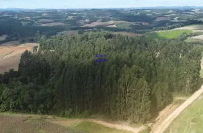 Chácara 24.000m² em contenda, com eucaliptos de 18 anos, aceita troca por imóvel urbano, casa, apartamento, terreno.