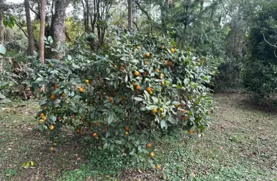 Sítio / chácara para locação em mandirituba, colônia retiro