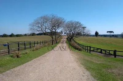 Haras à venda, miringuava, são josé dos pinhais, pr