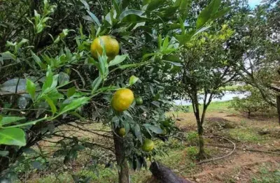 Chácara / sítio com 4 quartos à venda no Bom Futuro, Garuva 