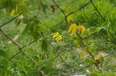 Terreno à venda em campinas, jardim guarani, com 352.98 m²