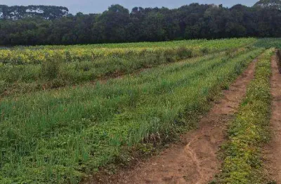 Chácara / sítio com 3 quartos à venda na Rua Francisco Galarda, 1587, Thomaz Coelho, Araucária