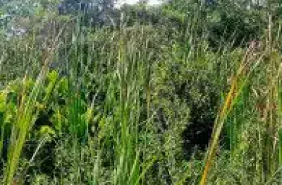 Lotes no jardim marambá 2, em itanhaém - sendo lado serra, em rua de terra.