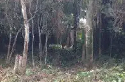 Terreno no bairro jardim palmeiras, em itanhaém - sendo lado praia, em rua calçada.