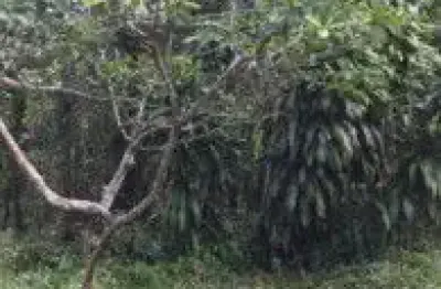 Chácara / sítio à venda no Jardim São Fernando, Itanhaém 