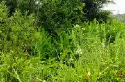 Terreno no balneário gaivota, em itanhaém - localizado no lado praia, em rua cascalhada.