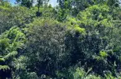 Terreno no bairro jardim guacyra em itanhaém,  localizado no lado serra à 1,6 km da rodovia, em rua de terra.