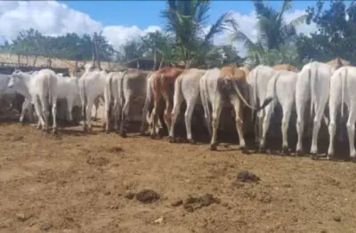 Fazenda com 1 sala à venda na itapicuru, centro, itapicuru, 150 m2 por r$ 2.000.000