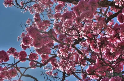 Oportunidade única: 30 hectares na mt-251 (estrada de chapada) com 600m de beira do rio coxipó! - ch8654